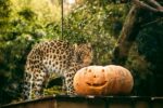 Entreeticket Halloween Bellewaerde Park - Afbeelding 2